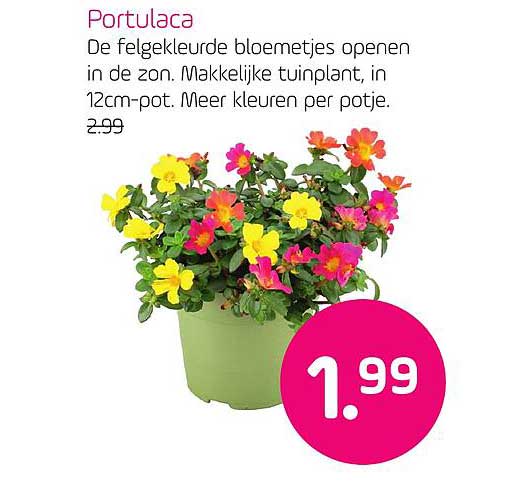 Portulaca Aanbieding Bij Coppelmans 1Folders Nl