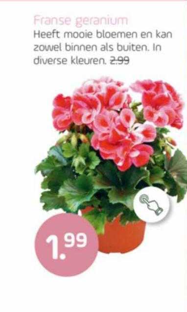 Franse Geranium Aanbieding Bij Wehkamp Folders Nl