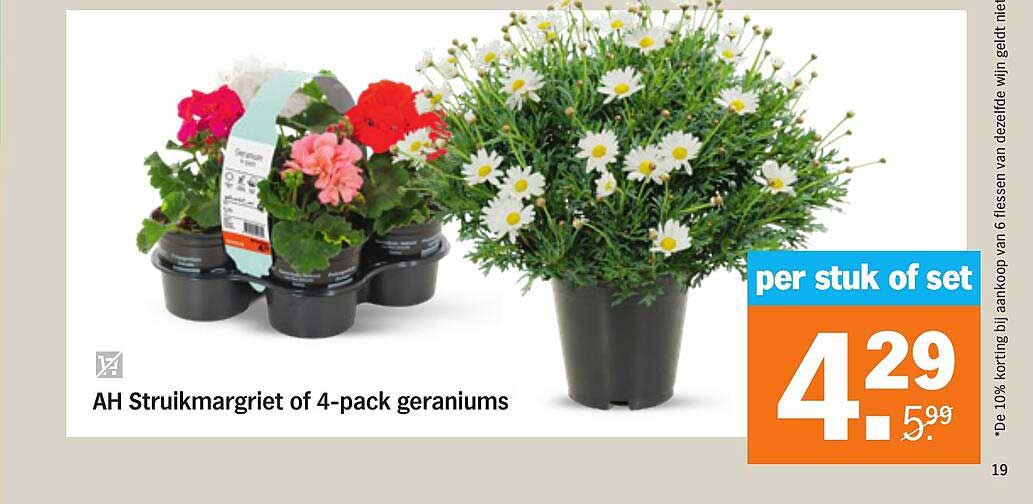 AH Struikmargriet Of 4 Pack Geraniums Aanbieding Bij Albert Heijn