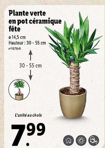 Promo Plante Verte En Pot Céramique Fête chez Lidl iCatalogue fr