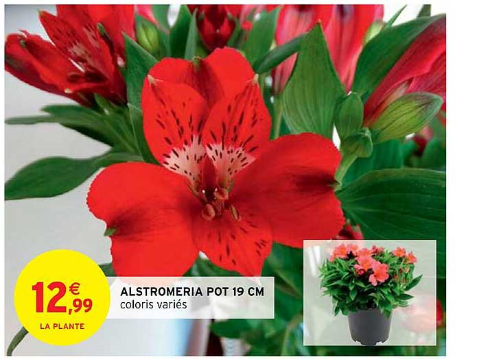 Promo Alstromeria Pot Cm Chez Intermarch Hyper Icatalogue Fr