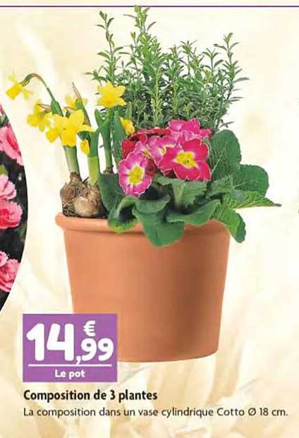 Promo Composition De 3 Plantes Chez Point Vert ICatalogue Fr