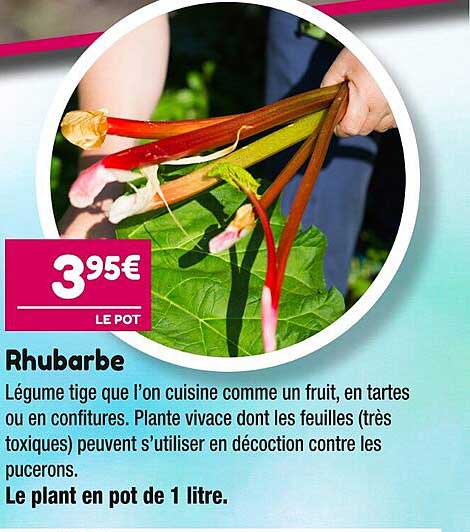 Promo Rhubarbe Chez Point Vert Icatalogue Fr