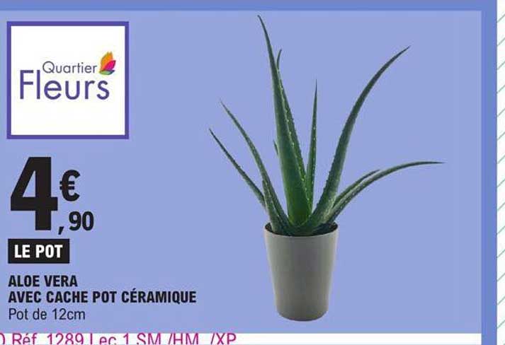 Promo Aloe Vera Avec Cache Pot Céramique chez E Leclerc Drive