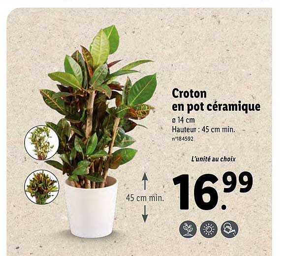 Promo Croton En Pot C Ramique Chez Lidl Icatalogue Fr