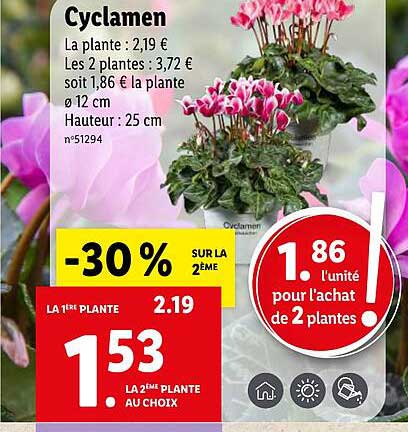 Promo Cyclamen Chez Lidl Icatalogue Fr