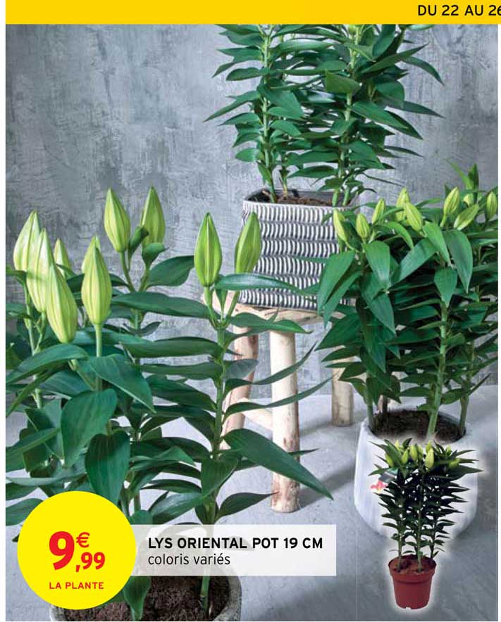 Promo Lys Oriental Pot Cm Chez Intermarch Icatalogue Fr