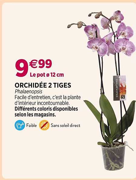 Promo Orchidée 2 Tiges chez Delbard iCatalogue fr