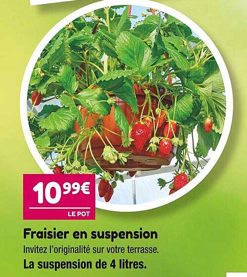 Promo Fraisier En Suspension Chez Point Vert Icatalogue Fr