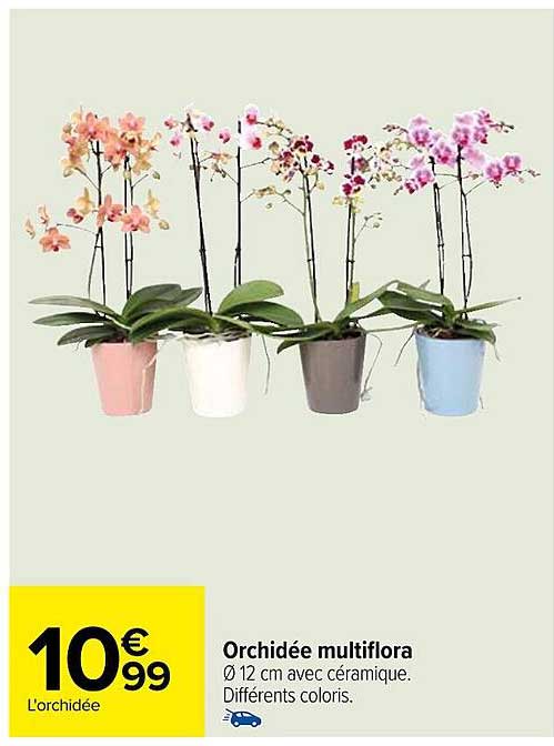 Promo Orchid E Multiflora Chez Carrefour Icatalogue Fr