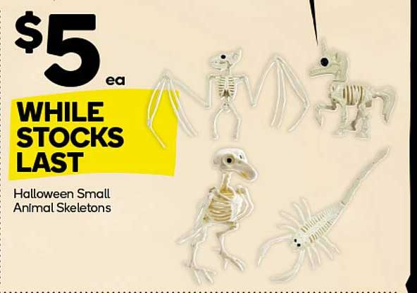 Halloween Small Animal Skeletons