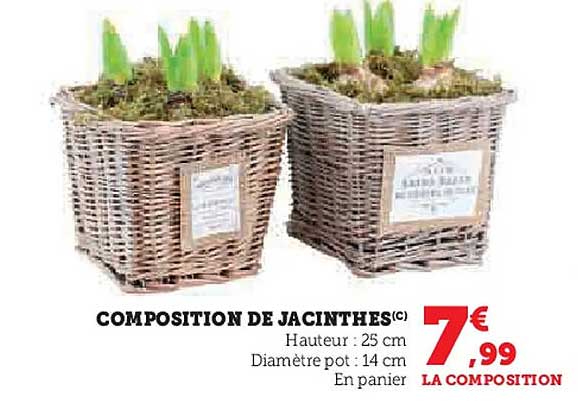 COMPOSITION DE JACINTHES(C)