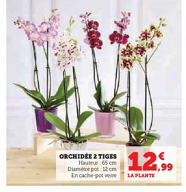 ORCHIDÉE 2 TIGES