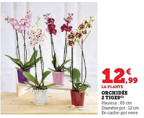 ORchidée 2 tiges(©)