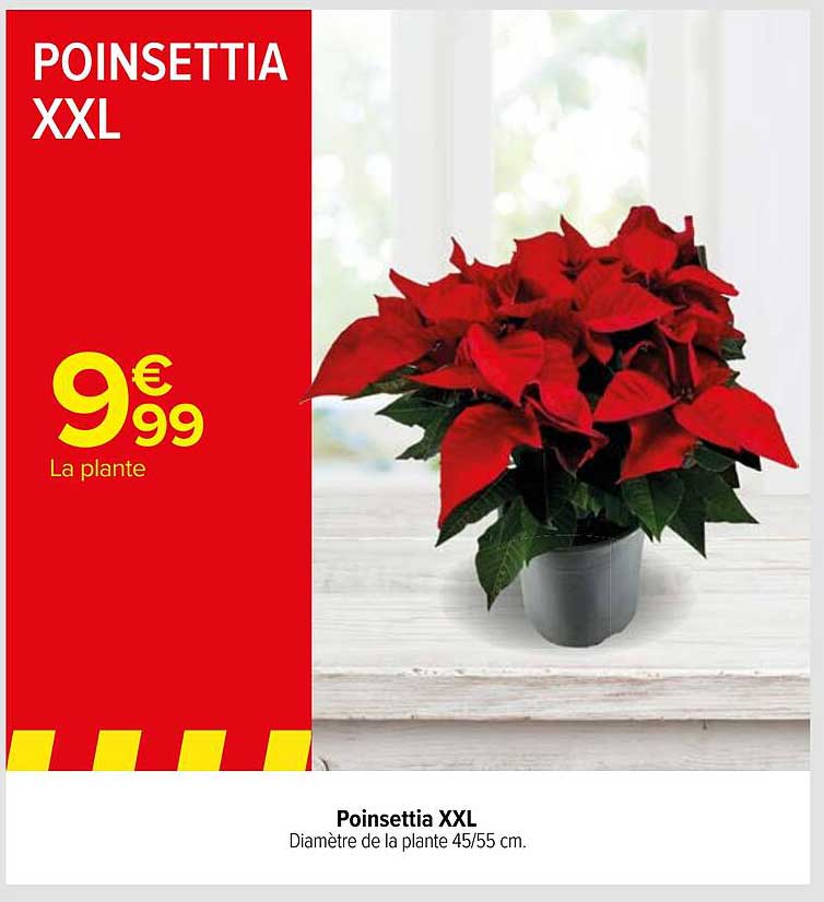 POINSETTIA XXL