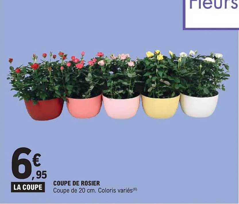 COUPE DE ROSIER