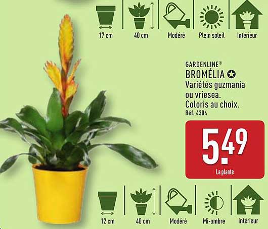 GARDENLINE® BROMÉLIA