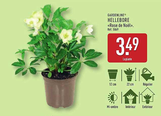 GARDENLINE® HELLEBORE «Rose de Noël».