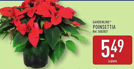 GARDENLINE® POINSETTIA