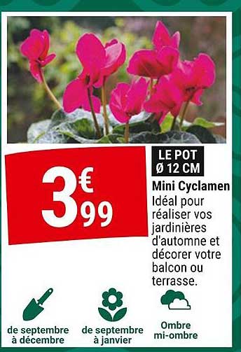 Mini Cyclamen