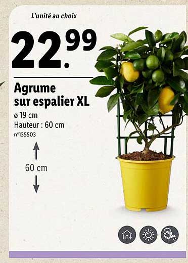 Agrume sur espaliers XL