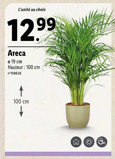 Areca