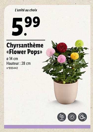 Chrysantème «Flower Pops»