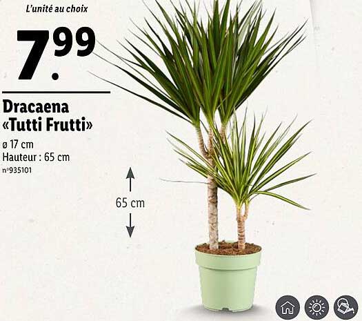 Dracaena «Tutti Frutti»