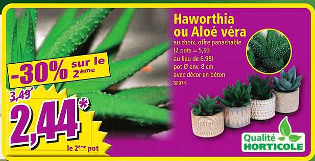 Haworthia ou Aloe vera