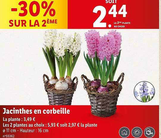 Jacinthes en corbeille