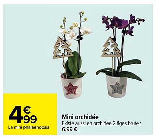 Mini orchidée