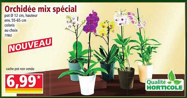 Orchidée mix spécial