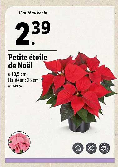 Petite étoile de Noël