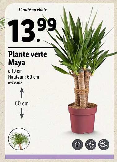 Plante verte Maya