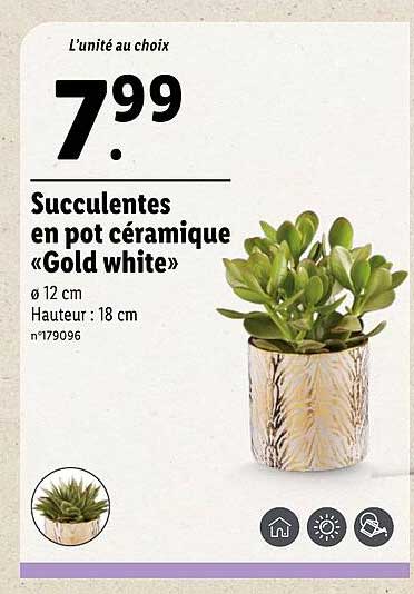 Succulentes en pot céramique «Gold white»