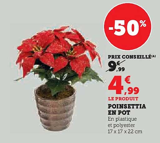 POINSETTIA EN POT