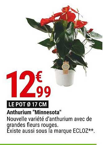 Anthurium "Minnesota"