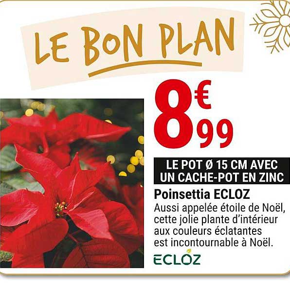 Poinsettia ECLOZ