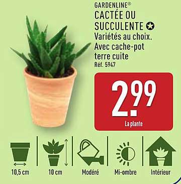 CACTÉE OU SUCCULENTE