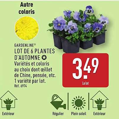 LOT DE 6 PLANTES D'AUTOMNE