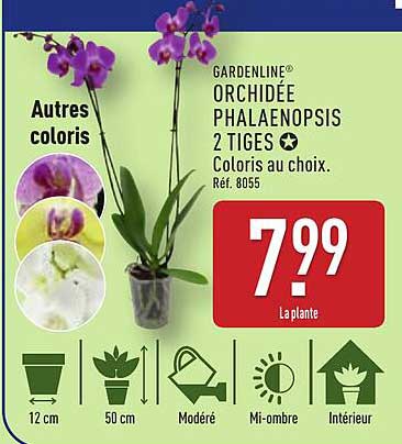 ORCHIDÉE PHALAENOPSIS 2 TIGES