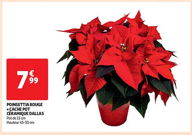 POINSETTIA ROUGE + CACHE POT CÉRAMIQUE DALLAS