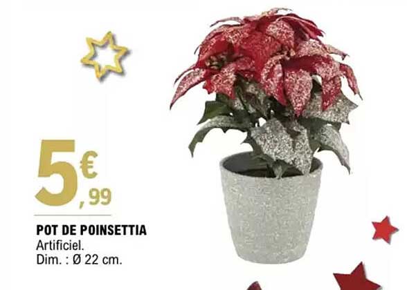 POT DE POINSETTIA