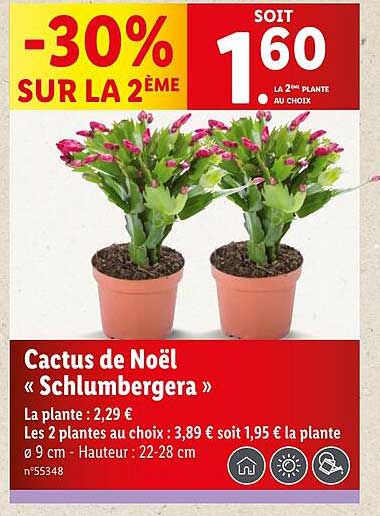 Cactus de Noël « Schlumbergera »