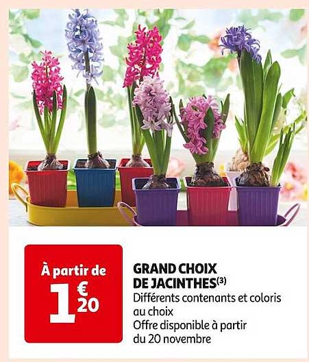 GRAND CHOIX DE JACINTHES