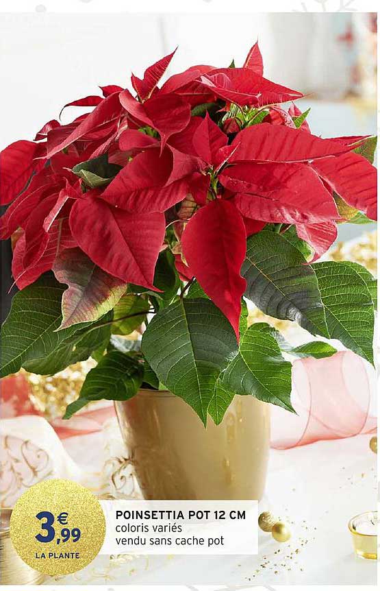 POINSETTIA POT 12 CM