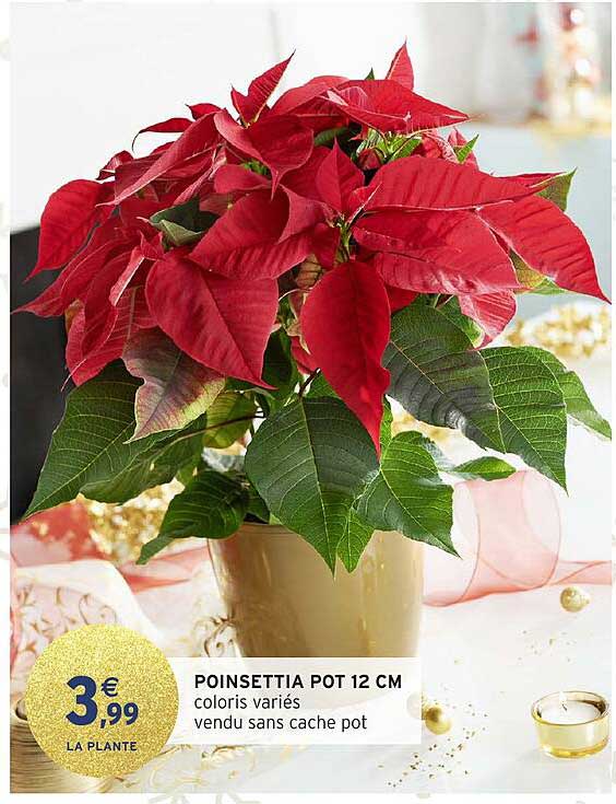 POINSETTIA POT 12 CM