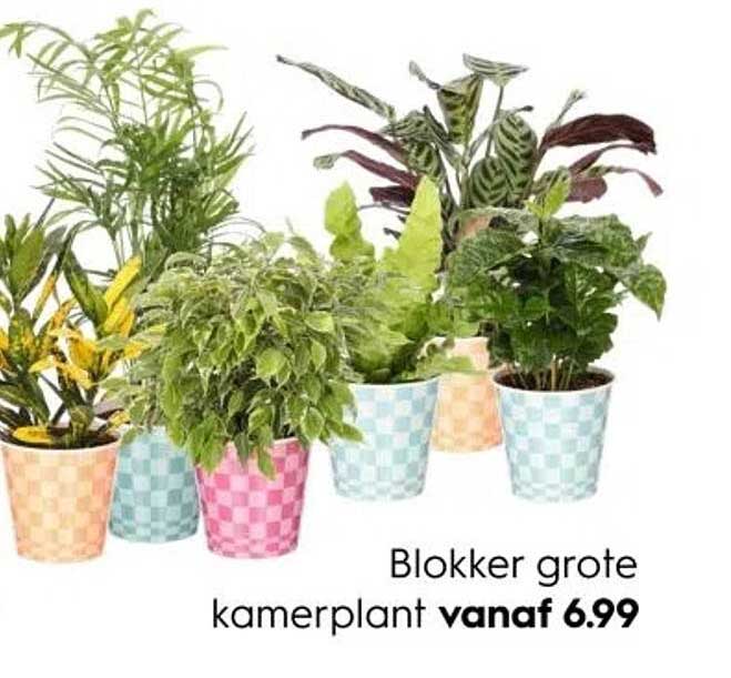 Blokker grote kamerplant vanaf 6.99