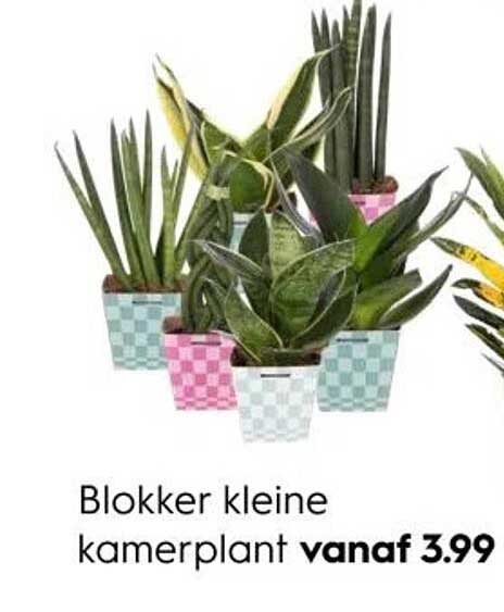 Blokker kleine kamerplant