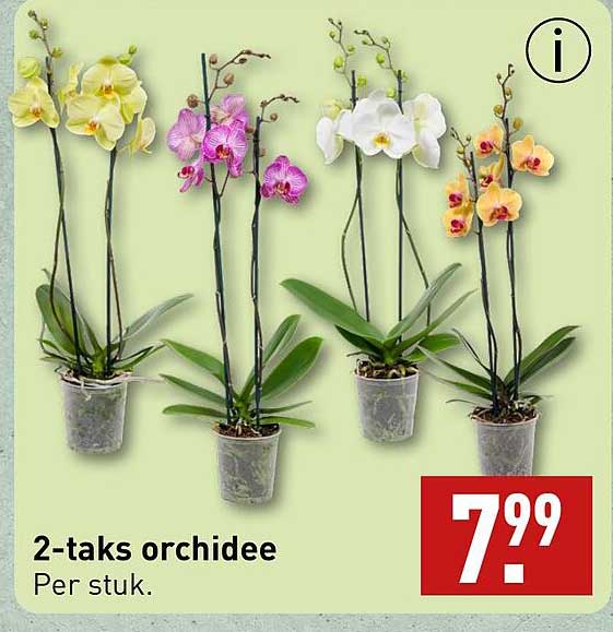 2-taks orchidee